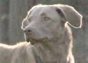 Buddy Kopfbild